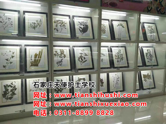 石家莊天使護士學校中藥學專業介紹